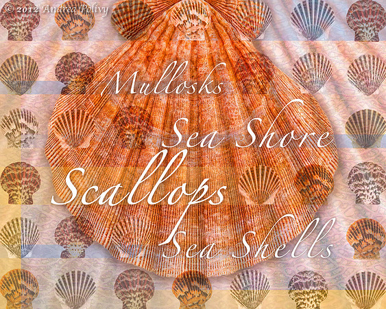 Scallop & Lion's Paw