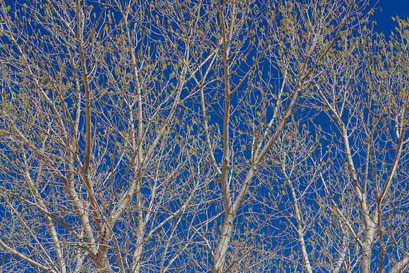 Cottonwood Trees, American South West,  Colorado Plateau