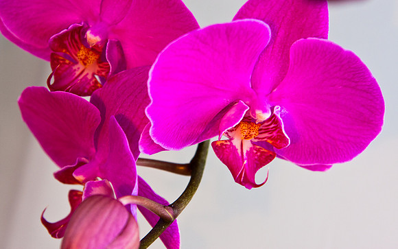Phalaenopsis Orchid with White Background