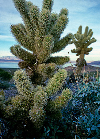 Cactus Blue