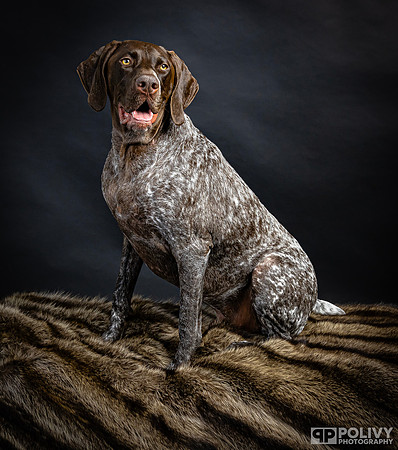 Storm Dog-2107