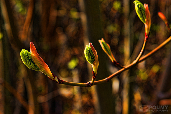 Buds Beautiful_Hi-2