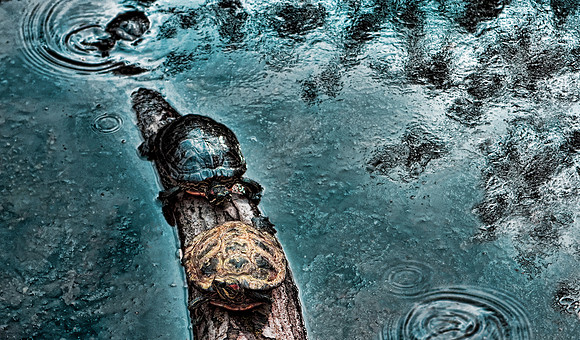 Turtle Enhanced Romance
