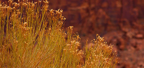 Small Bloom , American South West, Monument Valley, Colorado Plateau