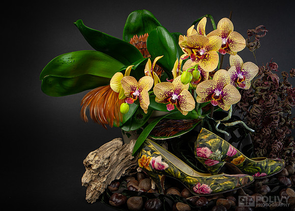 Orchid Logo_0372