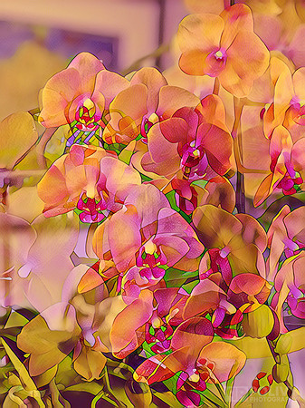 Flowers_6395