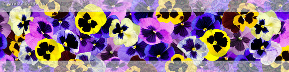 Pansy Border_Violets & Yellows