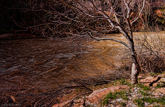 River Branches, Zion Canyon, American South West, Utah, Colorado Plateau