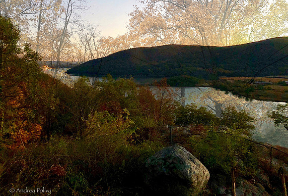 Hudson River Trees