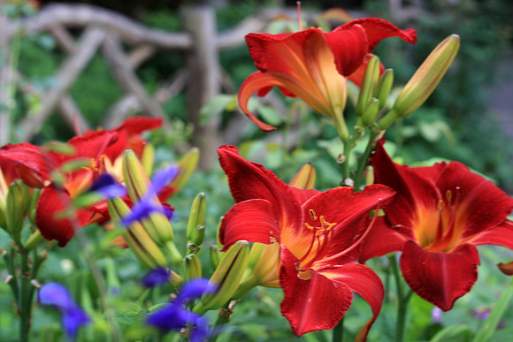 Red Lilies in Shakespeare's Garden in Central Park, NYC.