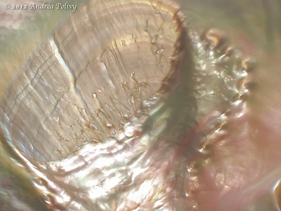 Pearl Swirl