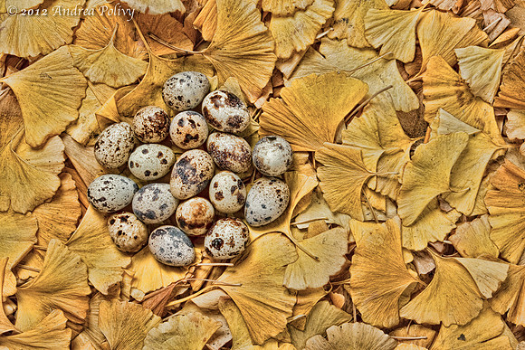 Quail Eggs & Ginko Leaves