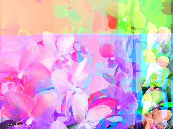 Orchids Channels Abstract-0833