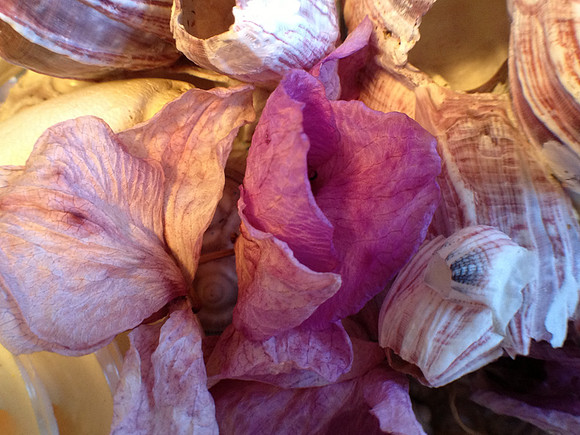 Seashells & Orchids-2237