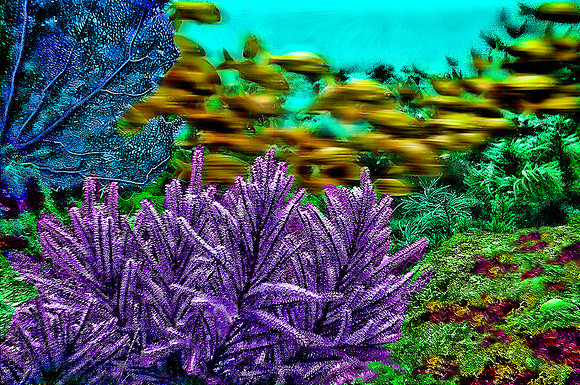Marine Life Fish Coral Abstract Digital Photograph