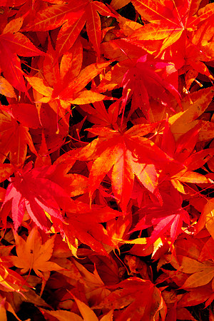 Fall Leaves Red 2
