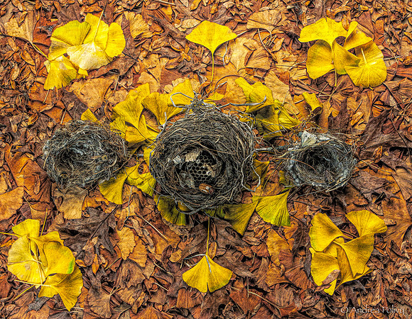 Distressed Nests on Leaves