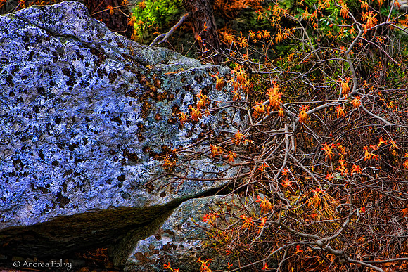 Rock and Berry Brush