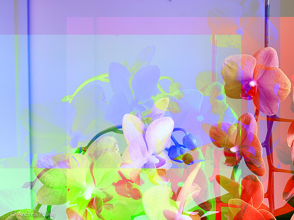 Orchids Channels Abstract-2512