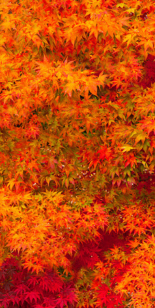 Fall Leaves Panorama Red