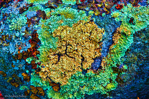 Liking the Lichen