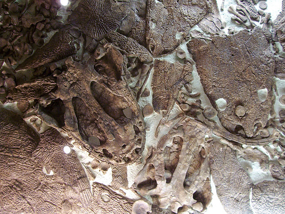 Them Bones