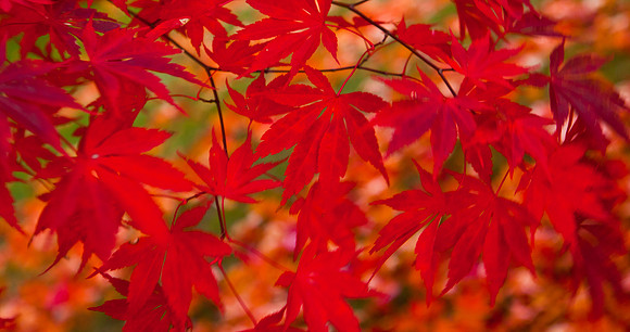 Fall Leaves Red 1