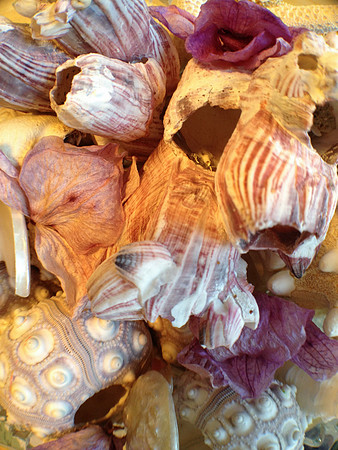 Seashells & Orchids-2231