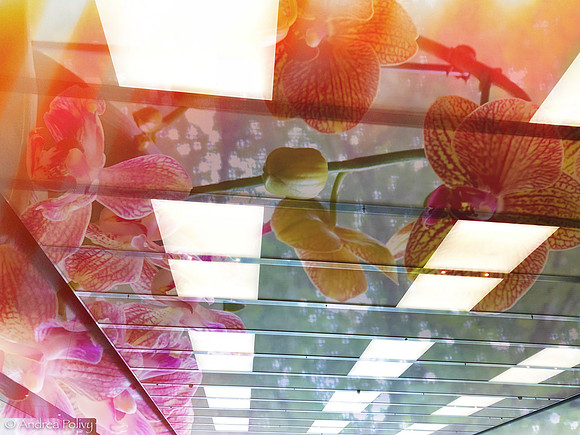 Flowered Ceiling-4007