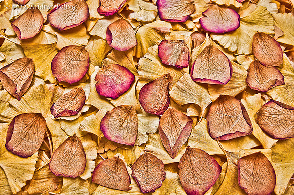 Ginko & Petal Texture