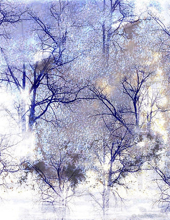 Multi Snow Branches-6623