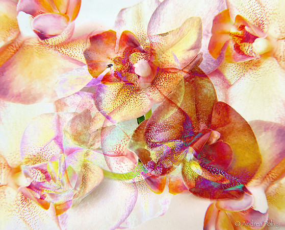 Orchids Superimposed-3207