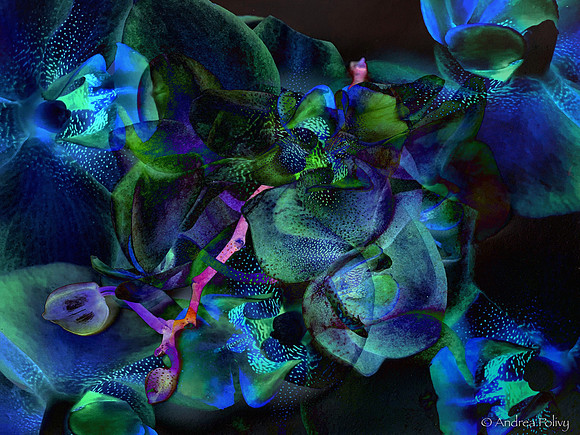 Orchids Superimposed-8292