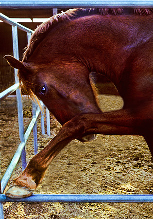 Flame-1 yr old-After