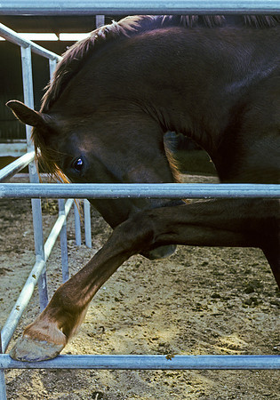 Flame-1 yr old-Before