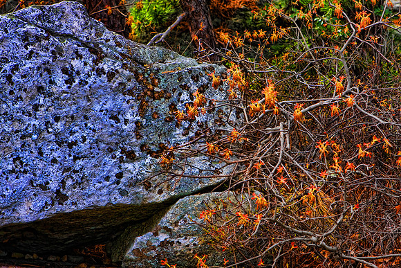 Granite, Leaves and Bramble