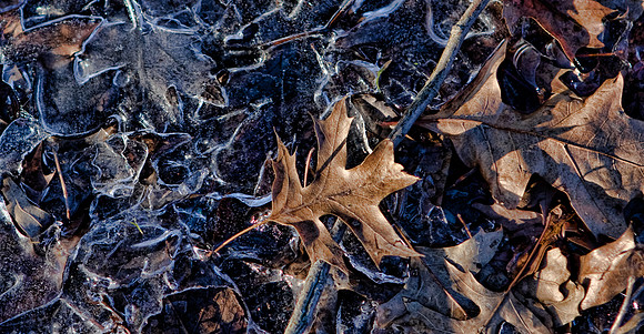 Ice Leaves
