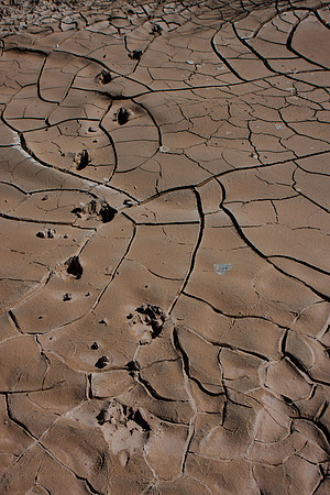 Puma or Coyote Footprints, American South West,  Colorado Plateau