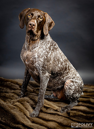 Storm Dog-2087