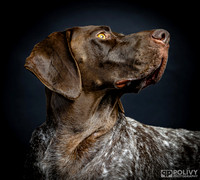 Storm Dog Portraits