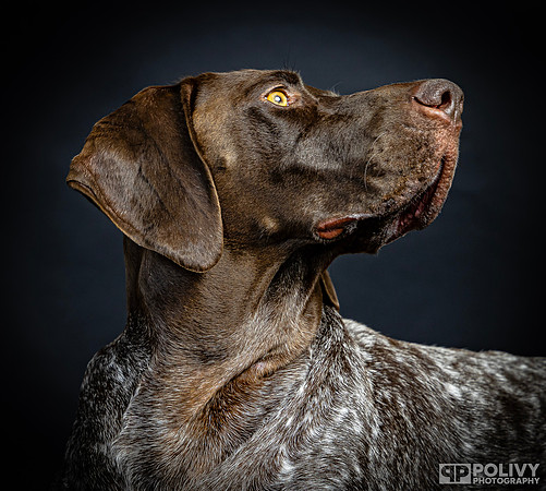 Storm Dog-2125