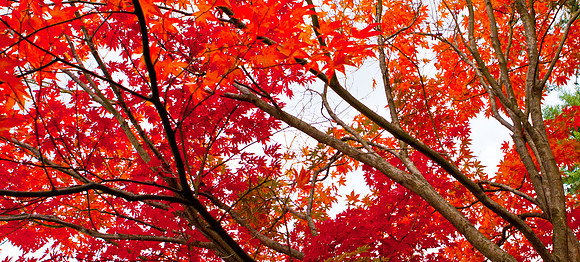 Japanese Maple Trees in Orange