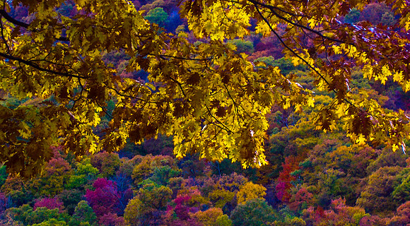 Fall Near Hudson River, NY