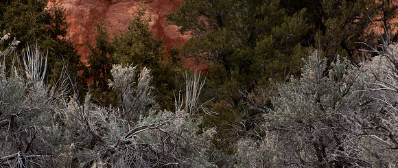 Bryce Canyon, American South West, Utah, Colorado Plateau