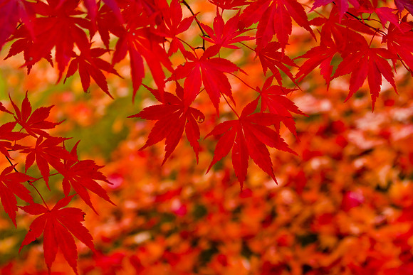 Japanese Maple Leaf Orange and Green