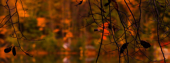 Reflection Orange