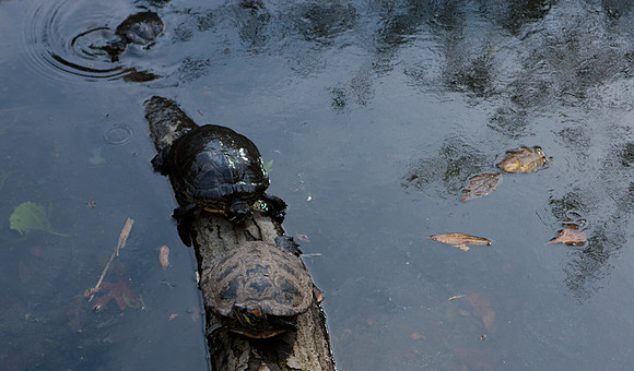 Turtle Enhanced Romance _Orig