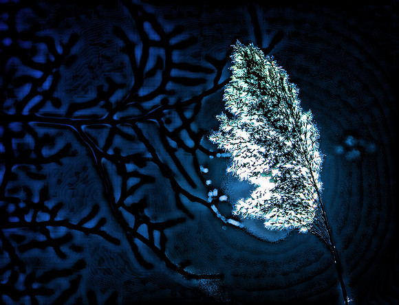 Pampas Grass at Night