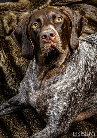 Storm Dog-2129