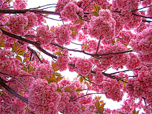 Cherry Blossom Tapestry